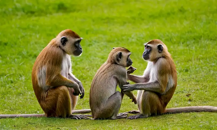 Un grupo diverso de mamíferos, incluyendo primates, ungulados, carnívoros y roedores, en diversas poses y comportamientos, tales como la escocia, el juego, o la interacción entre sí, sobre un fondo que representa sus hábitats naturales, como bosques, pastizales o desiertos