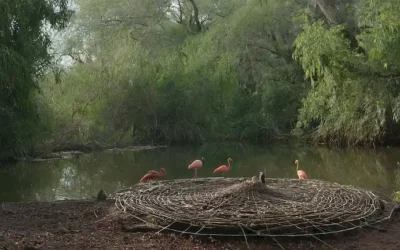 Un rebaño de aves
