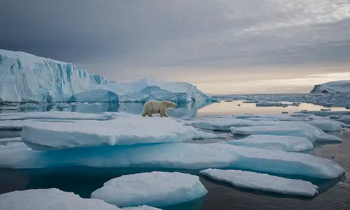paisaje ártico con icebergs de fusión, osos polares que luchan por encontrar refugio en la reducción de los hilos de hielo, zorros árticos buscando comida en medio de rocas permafrost dispersas, unos pocos moros restantes nadando en aguas abiertas, y una vasta extensión de océano azul oscuro dominando el horizonte