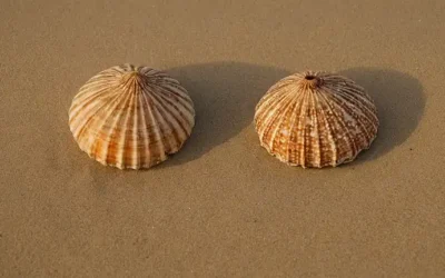 conchas de erizo en una playa de arena al atardecer