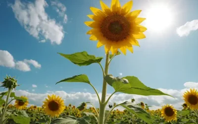 Un girasol amarillo brillante con una cara sonriente