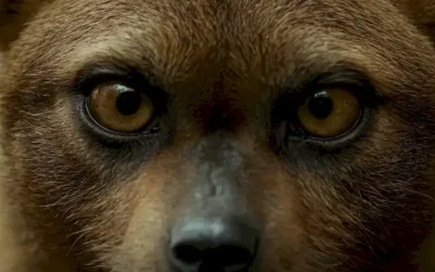 Un disparo de cerca de un animal se enfrenta