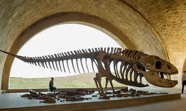 esqueleto masivo de ballenas, antiguo, fosilizado, vertebras y costillas prominentes, tamaño masivo, peso, dominación en la historia, prehistórico, mamífero acuático, registro fósil, exposición museo, descubrimiento paleontológico, significado científico, restos fosilizados, proporciones masivas, criatura gigante
