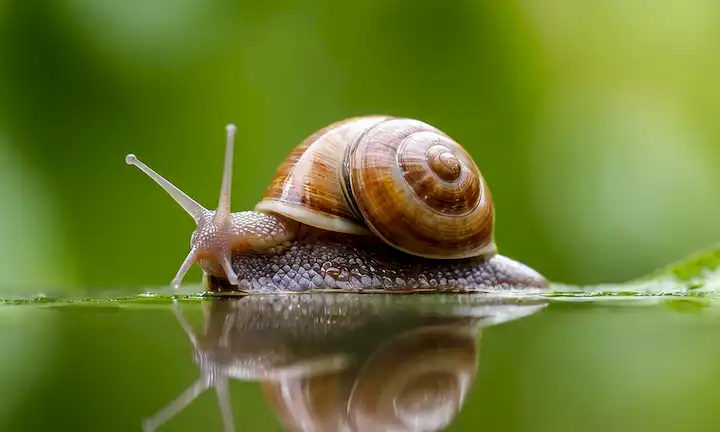 Caracol de movimiento lento en una superficie verde frondosa, concha shell parcialmente abierta para revelar una gota de agua brillante dentro, delicadas ondas y reflejos en las hojas circundantes, enfoque suave con colores mudos, texturas orgánicas