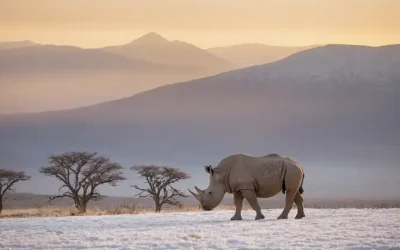 Calf de rinoceronte blanco caminando solo en una cordillera desolada y cubierta de nieve al atardecer