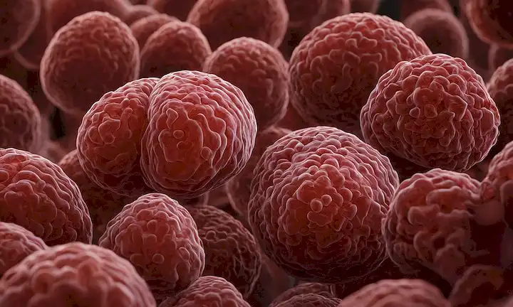 ilustración 3D, pulmones, vías respiratorias, bronchi, células musculares lisas, células inflamatorias, moco, glóbulos rojos, moléculas de oxígeno y dióxido de carbono
