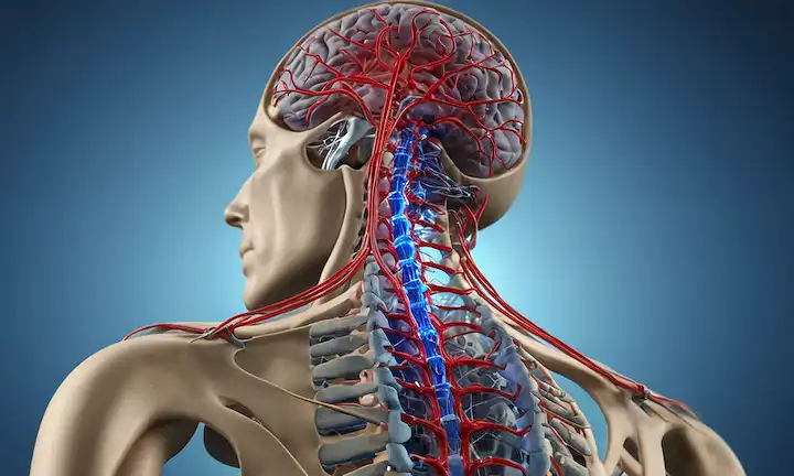 ilustración 3D de una columna vertebral humana, dispositivo de estimulación nerviosa artificial conectado, electrodos implantados, redes neuronales iluminadas, neuronas azules y rojas resaltadas, conexiones cerebrales visibles, nervios ciáticos interactuando