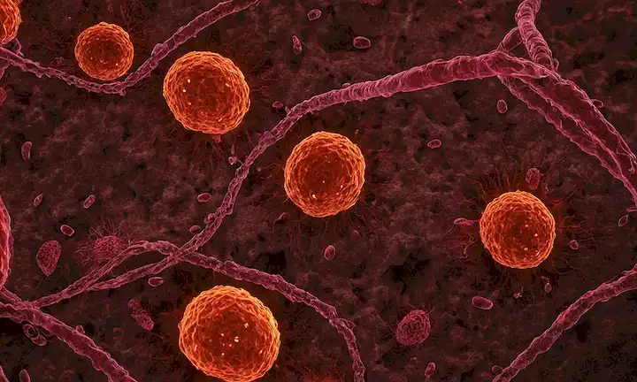 Células viejas, desgastadas con ADN dañado, disfunción mitocondria, activación de la vía p53 y acortamiento de telomere; un telón de fondo de tejido tumor con vasos sanguíneos, células inmunes y células madre cancerosas; un indicio de inflamación y estrés oxidativo; un esquema de color oscuro ominoso
