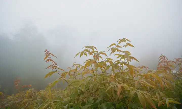 Una planta estresada con hojas de drooping, una expresión preocupada, y colores vibrantes empapados, en medio de un fondo de tonos blancos o mudos, con sutiles wisps de niebla o niebla sugiriendo malestar