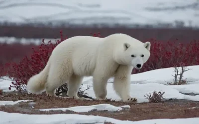Zorros árticos que corren por terrenos nevados