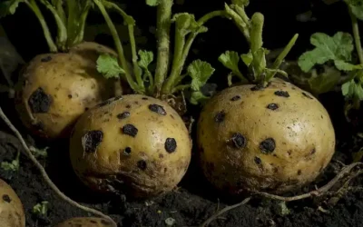 patatas mohorias con manchas verdes y negras