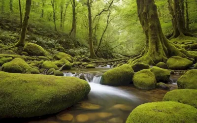 Un entorno natural sereno con un frondoso fondo de bosque verde