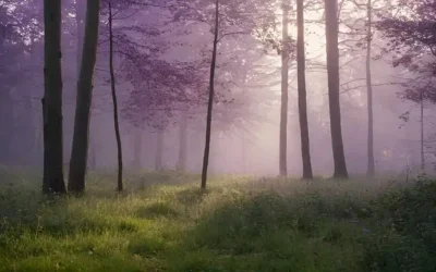Un bosque sereno con árboles altos