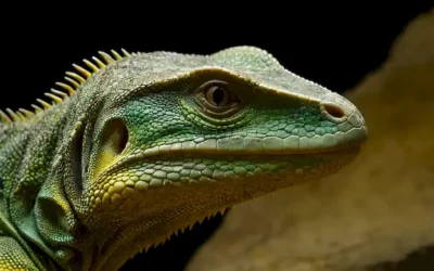 Lagarto fosilizado 3D boca con diminutos dientes de dinosaurios