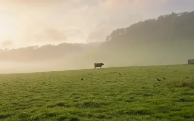 Una vaca pastando pacíficamente en un exuberante prado verde