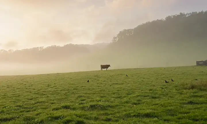 Una vaca pastando pacíficamente en un exuberante prado verde