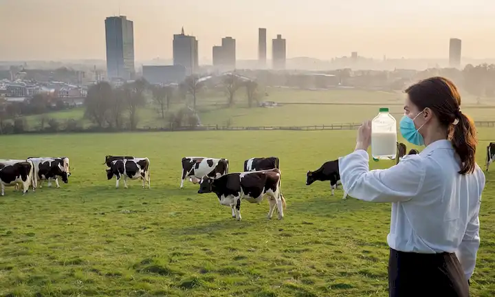 Vacas pastando en un campo con un toque de niebla, un paisaje urbano en el fondo con edificios y coches, una mujer con una botella de vidrio de leche, una persona con una máscara quirúrgica, una mano que llega a tomar la botella, una vista aérea de una granja con vacas, un médico que examina una temperatura de pacientes