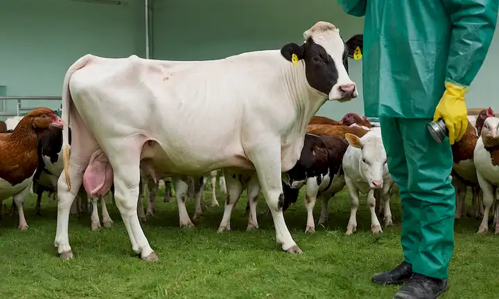 Cura de vaca en un prado verde, agricultor recolectando leche de vaca, técnico de laboratorio analizando muestras bajo microscopio, granja de aves con pollos y patos vagando libremente, profesional médico usando PPE examinado paciente en la habitación hospitalaria